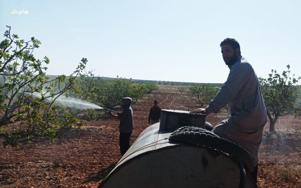 مزارع يرش أشجار فستق بالمبيدات الحشرية، قرية عطشان في ريف حماه، أيار 2025.