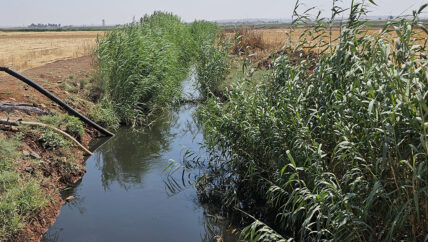 بعوض نهر قويق يلاحق سكان جنوبي حلب وتحذيرات من انتشار الأوبئة