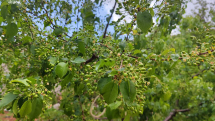 المحلب في جبل الزاوية.. معركة بقاء أخرى