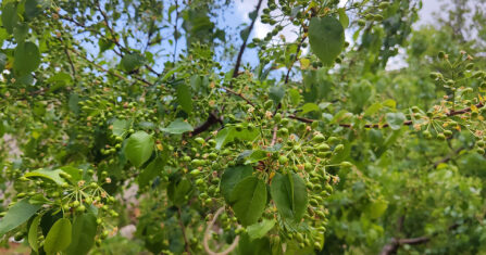 “الكمون في أعزاز”.. حصاد الخيبة في موسم الجفاف الأسوأ