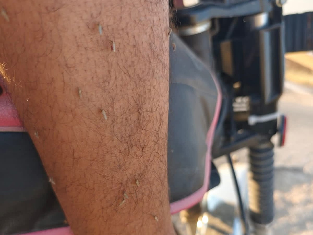 انتشار البعوض في القرى الواقعة على مجرى نهر قويق جنوبي حلب.