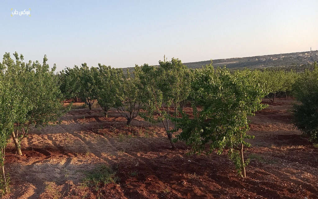 حقل لأشجار المحلب في بلدة إبديتا بجبل الزاوية، تموز 2025.
