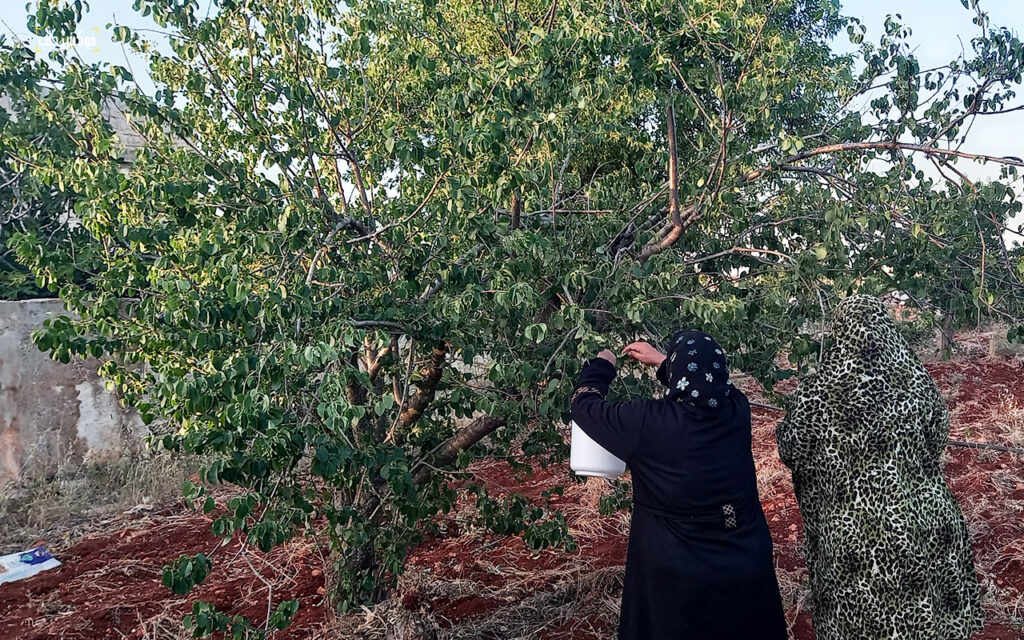 قطف ثمار المحلب في بلدة إبديتا بجبل الزاوية، تموز 2025.