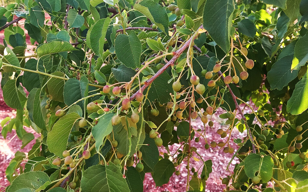 حقل لأشجار المحلب في بلدة إبديتا بجبل الزاوية، تموز 2025.