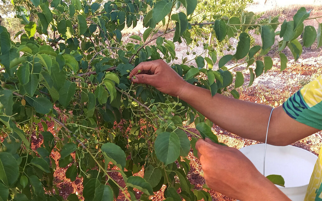 قطف ثمار المحلب في بلدة إبديتا بجبل الزاوية، تموز 2025.