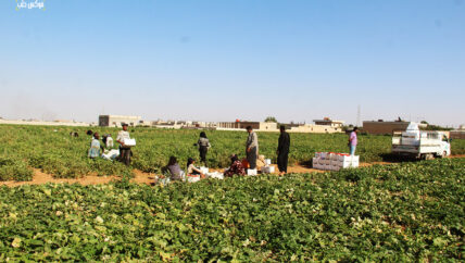البندورة السفرينية.. موسم وافر ومزارع خاسر