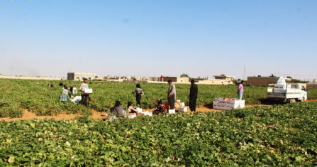 عودة إلى الأرض.. مزارعو إدلب وحماة يكافحون لإحياء بساتين الفستق الحلبي