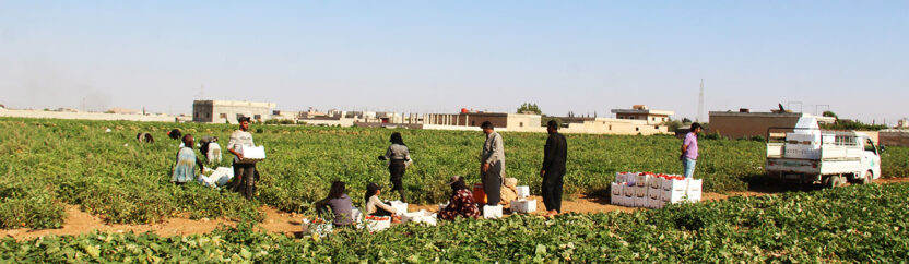 البندورة السفرينية.. موسم وافر ومزارع خاسر