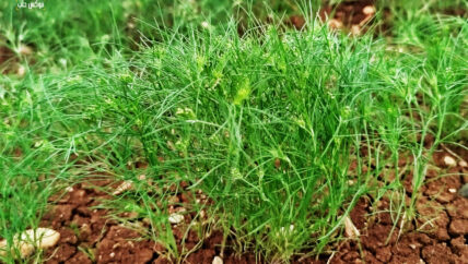 “الكمون في أعزاز”.. حصاد الخيبة في موسم الجفاف الأسوأ