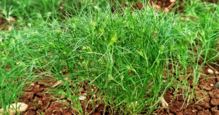 عودة إلى الأرض.. مزارعو إدلب وحماة يكافحون لإحياء بساتين الفستق الحلبي