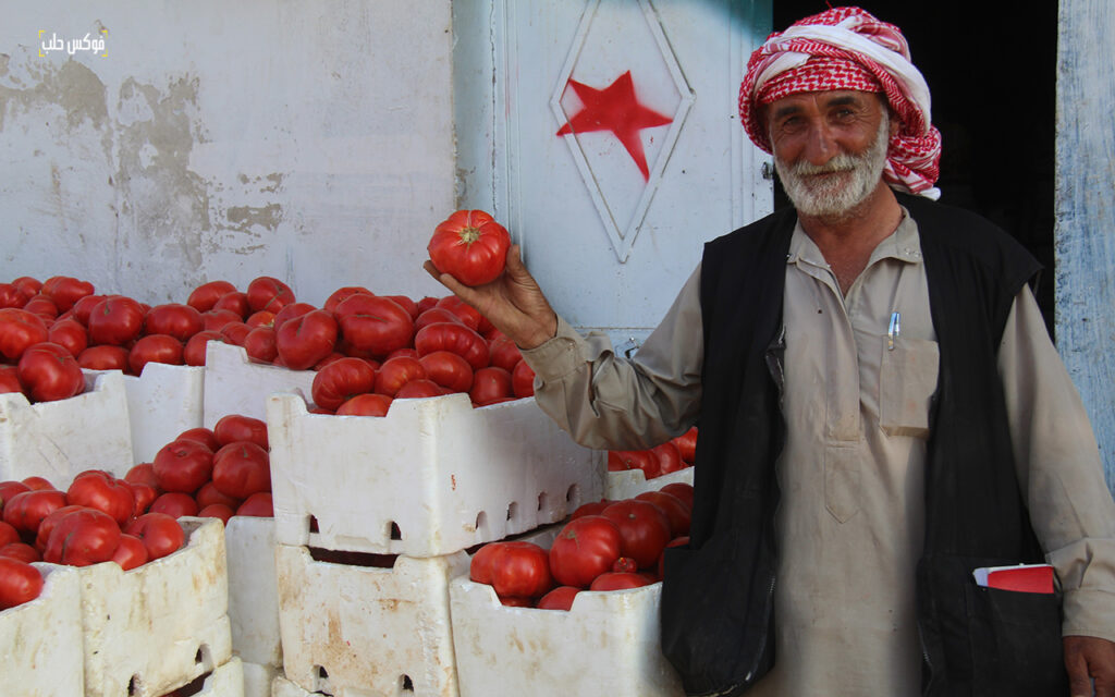حصاد محصول البندورة في مدينة السفيرة بريف حلب، 2025.