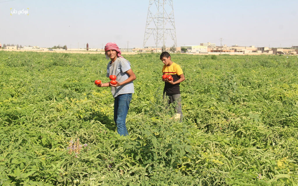 حصاد محصول البندورة في مدينة السفيرة بريف حلب، 2025.