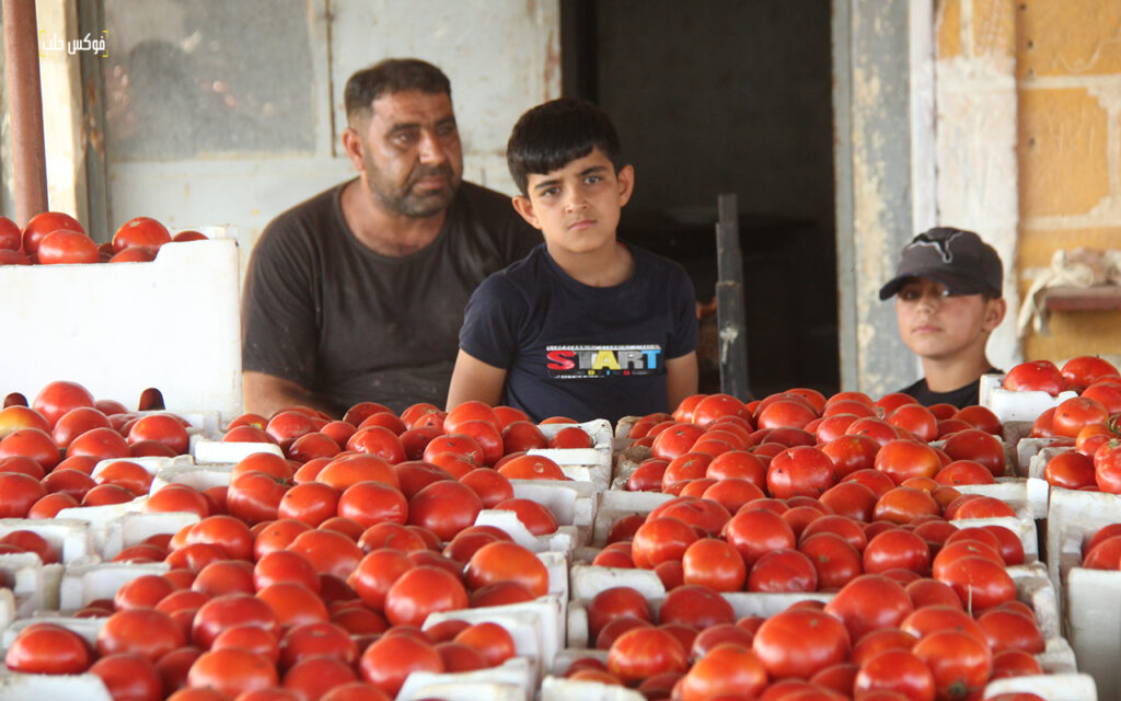 حصاد محصول البندورة في مدينة السفيرة بريف حلب، 2025.