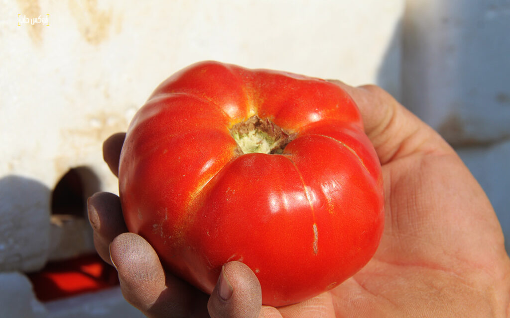 حصاد محصول البندورة في مدينة السفيرة بريف حلب، 2025.