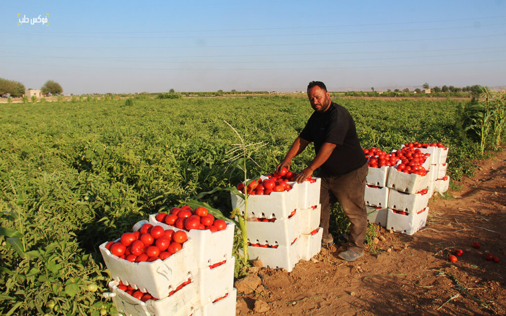 حصاد محصول البندورة في مدينة السفيرة بريف حلب، 2025.