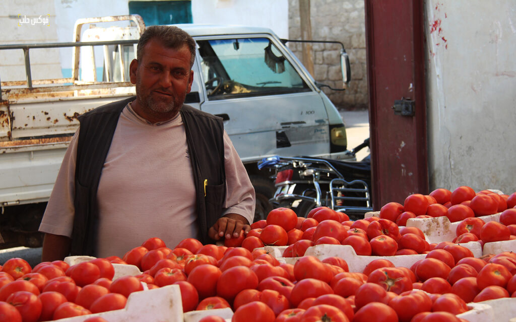 موسم البندورة في مدينة السفيرة بريف حلب، 2025. 
