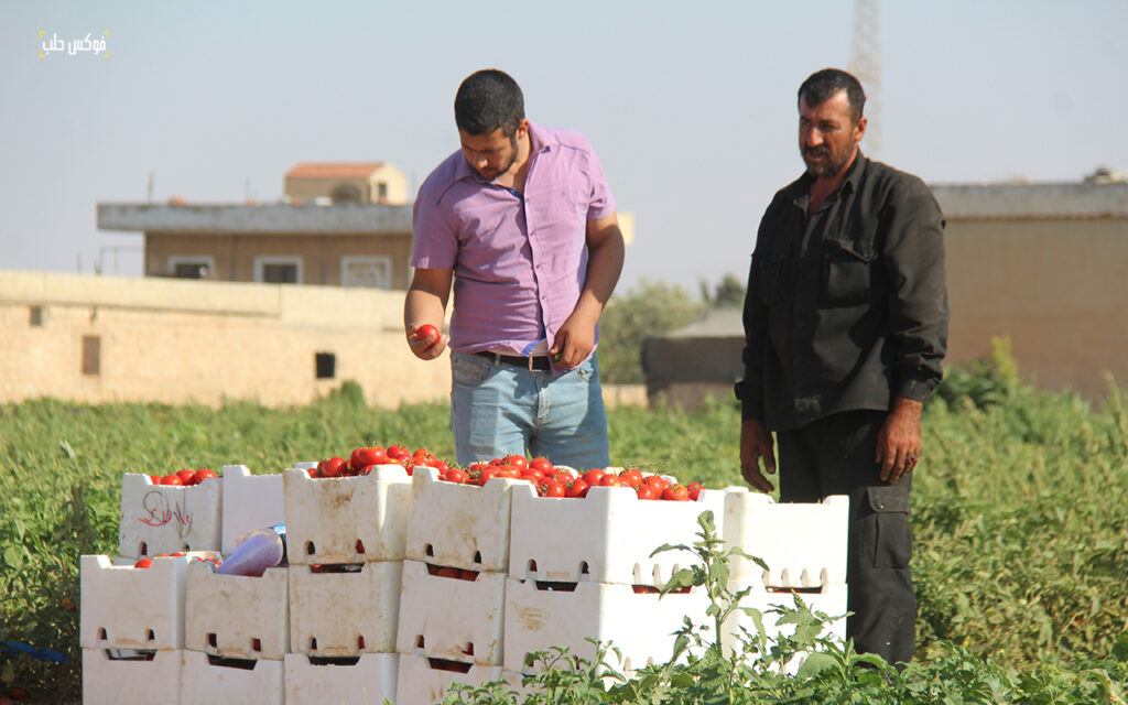 حصاد محصول البندورة في مدينة السفيرة بريف حلب، 2025.