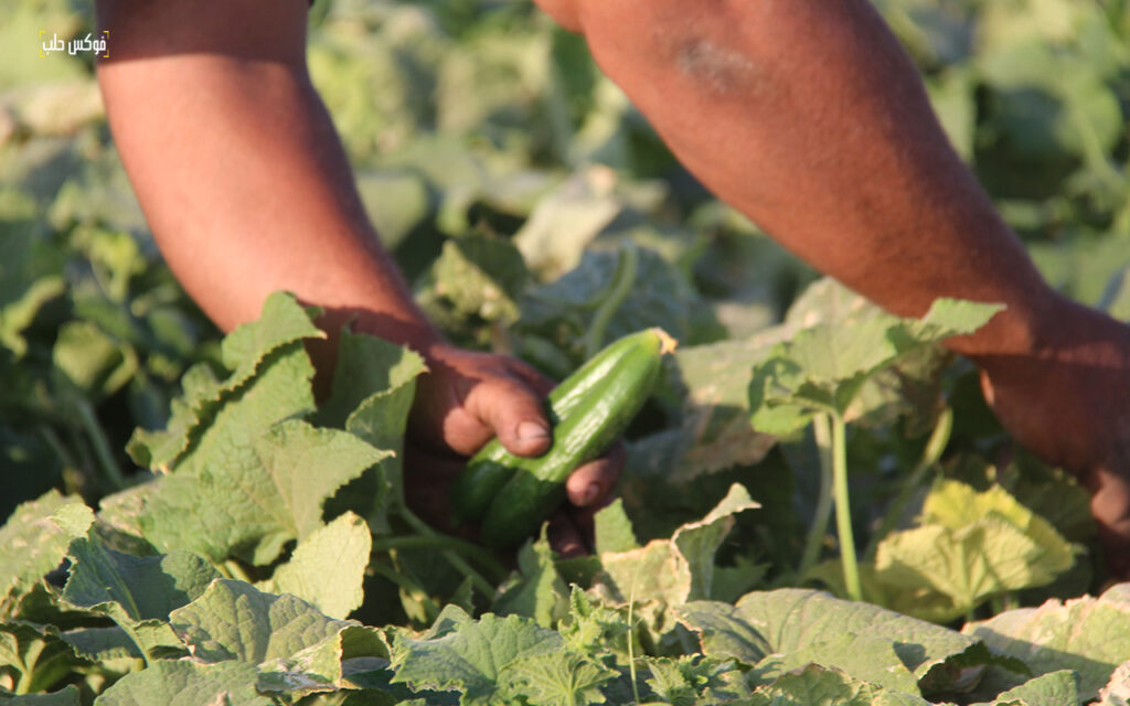 موسم الخيار في مدينة السفيرة بريف حلب، 2025.