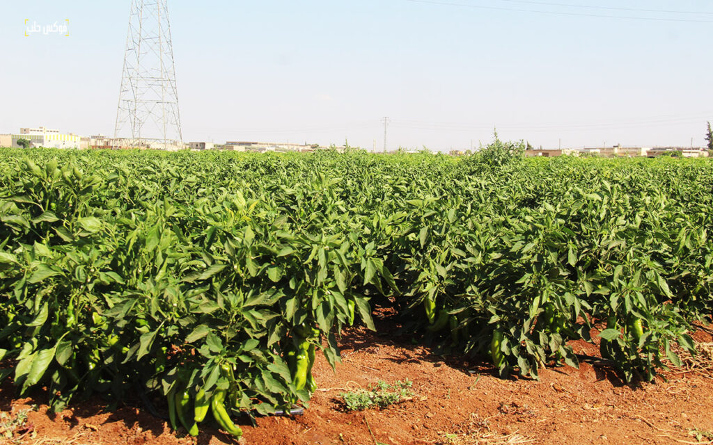 حصاد محصول البندورة في مدينة السفيرة بريف حلب، 2025.