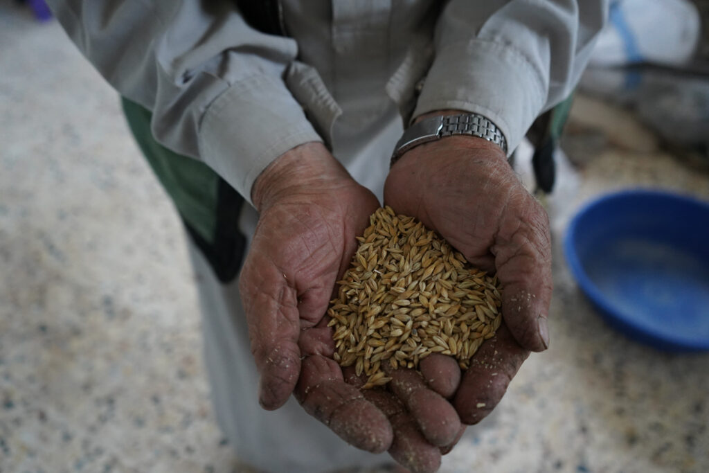 يحمل أبو محمد الحنطة لينثرها أمام قن الدجاج، كفرنبل، ريف إدلب، أيار 2025- تصوير: سحر زعتور