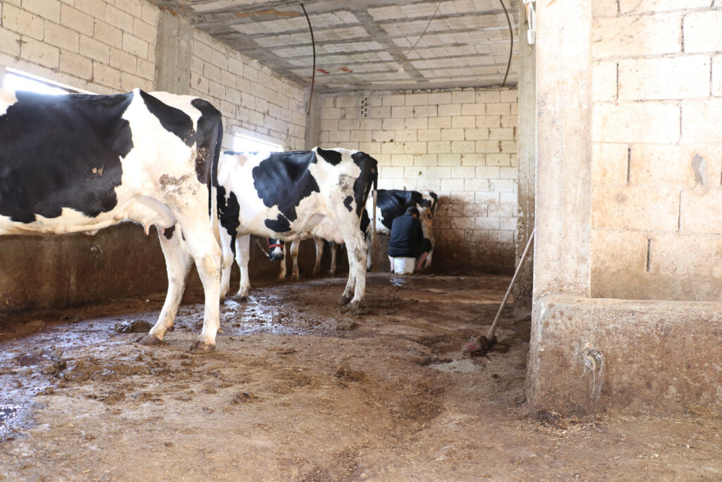 مربي الأبقار يحلب البقرة الأخيرة قبل أن يسلم الحليب. قرية مشمشان، جسر الشغور، أيار 2025- تصوير: هيام الباشا
