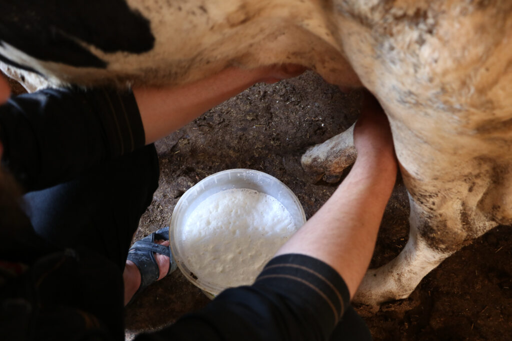 مربي الأبقار يحلب البقرة لبيعه. قرية مشمشان، جسر الشغور، أيار 2025- تصوير: هيام الباشا
