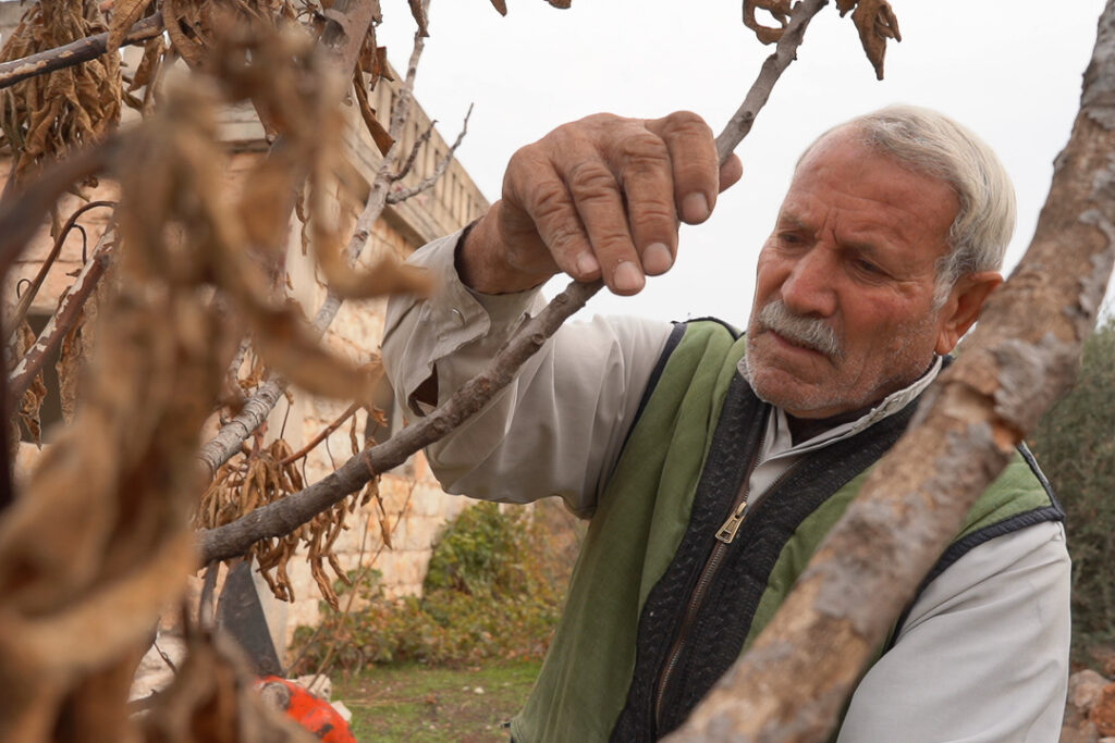 أبو محمد يقلّم ويعتني بالأشجار المتبقية حول المنزل، كفرنبل، ريف إدلب، أيار 2025- تصوير: سحر زعتور
