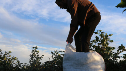 قطن رأس العين.. موسم بلا أرباح 