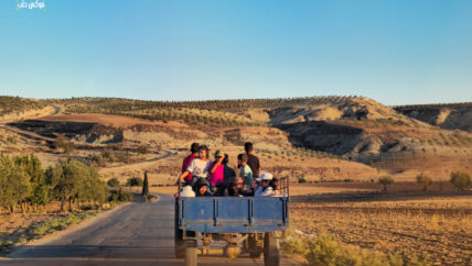 موسم الزيتون في عفرين.. يعيد مندوبي فصائل عسكرية لجني الإتاوات