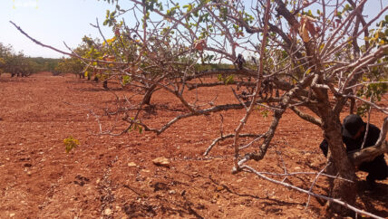 عودة إلى الأرض.. مزارعو إدلب وحماة يكافحون لإحياء بساتين الفستق الحلبي
