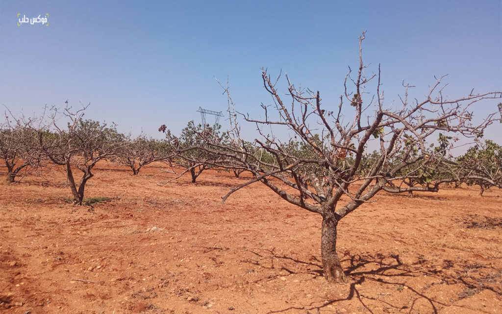أشجار فستق حلبي متضررة من الجفاف والآفات في ريف إدلب