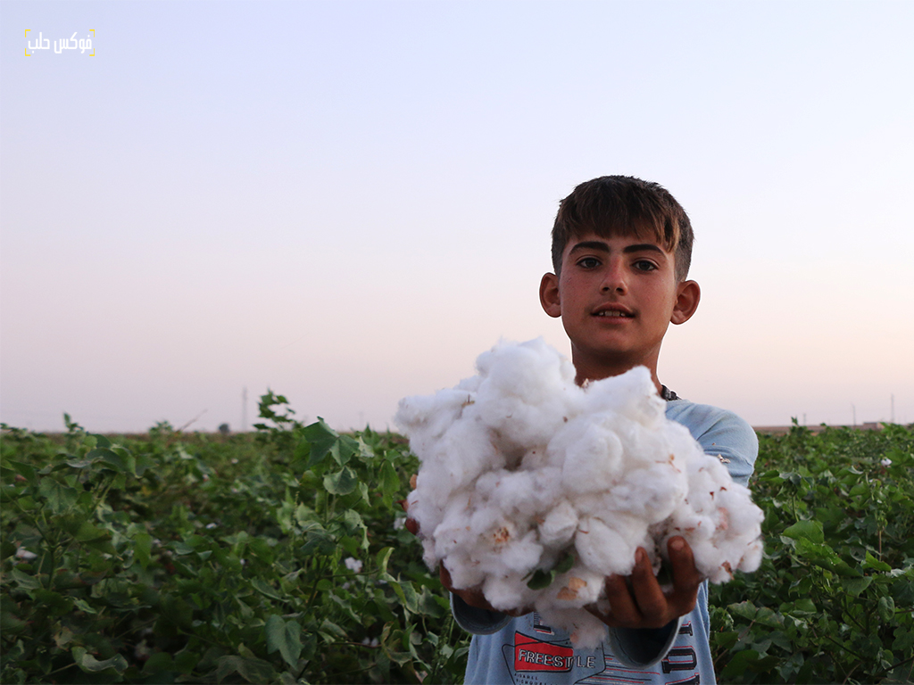 حصاد موسم القطن في مدينة رأس العين بريف الحسكة، تشرين الأول 2025.