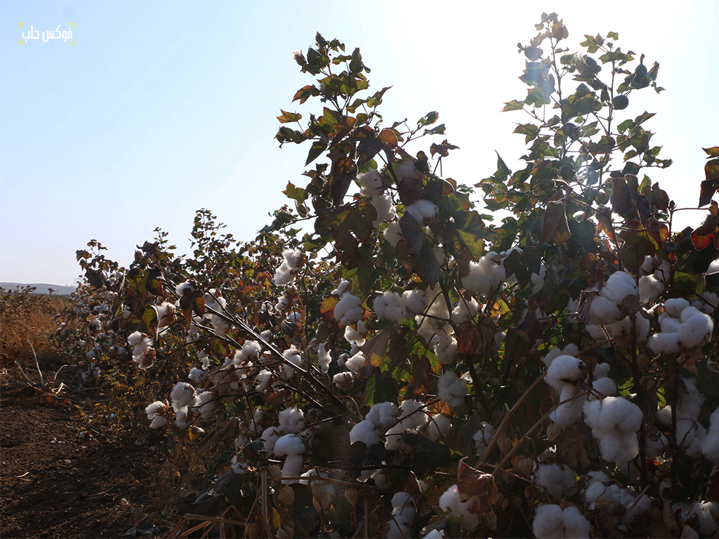 حصاد موسم القطن في مدينة رأس العين بريف الحسكة، تشرين الأول 2025.
