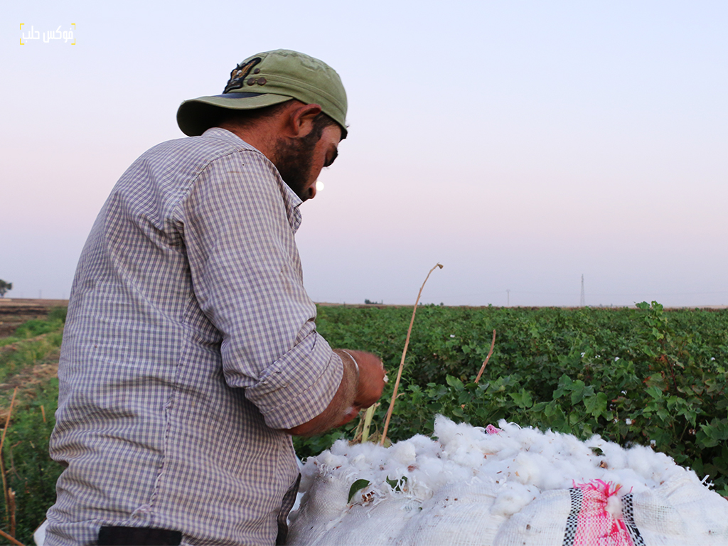 حصاد موسم القطن في مدينة رأس العين بريف الحسكة، تشرين الأول 2025.