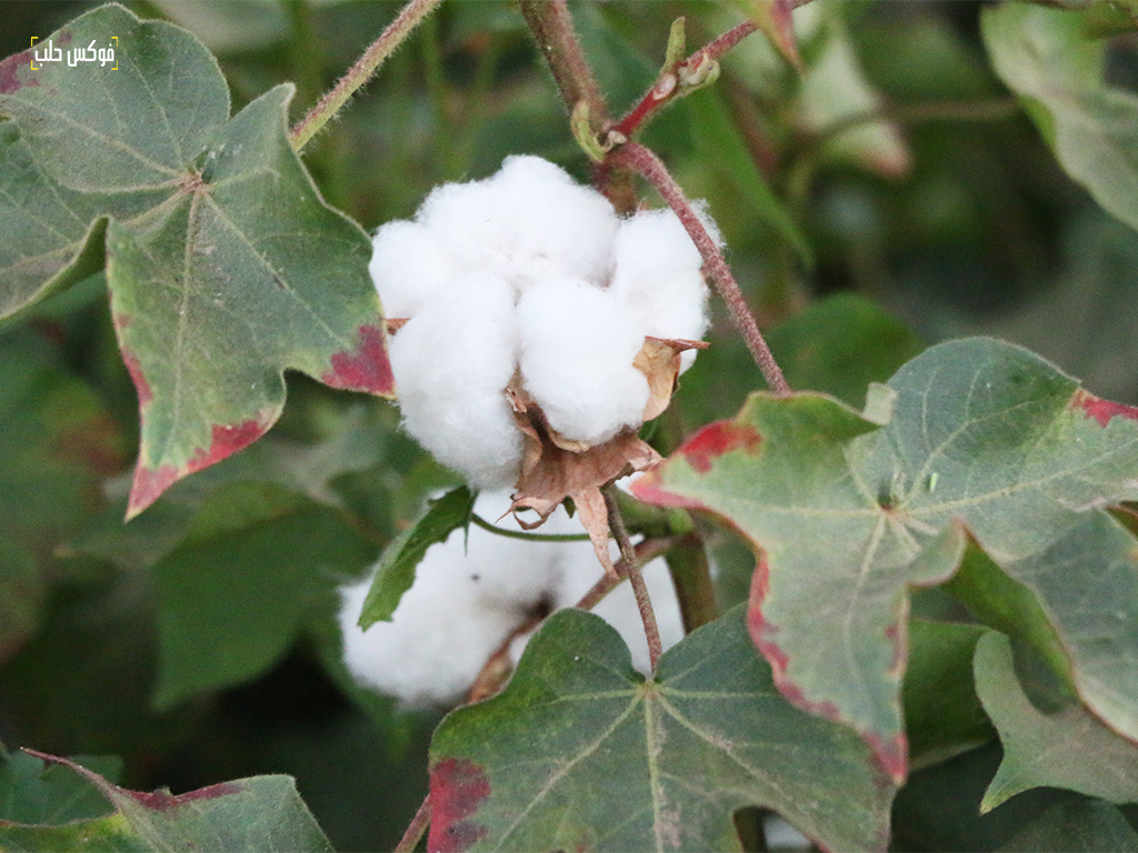 حصاد موسم القطن في مدينة رأس العين بريف الحسكة، تشرين الأول 2025.