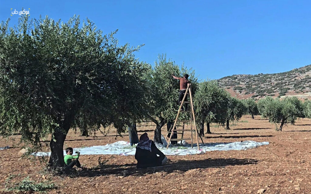 موسم قطاف الزيتون في مدينة عفرين بريف حلب، تشرين الأول 2025.