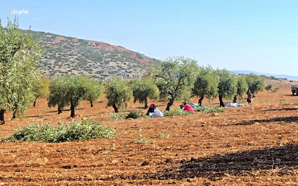 موسم قطاف الزيتون في مدينة عفرين بريف حلب، تشرين الأول 2025.