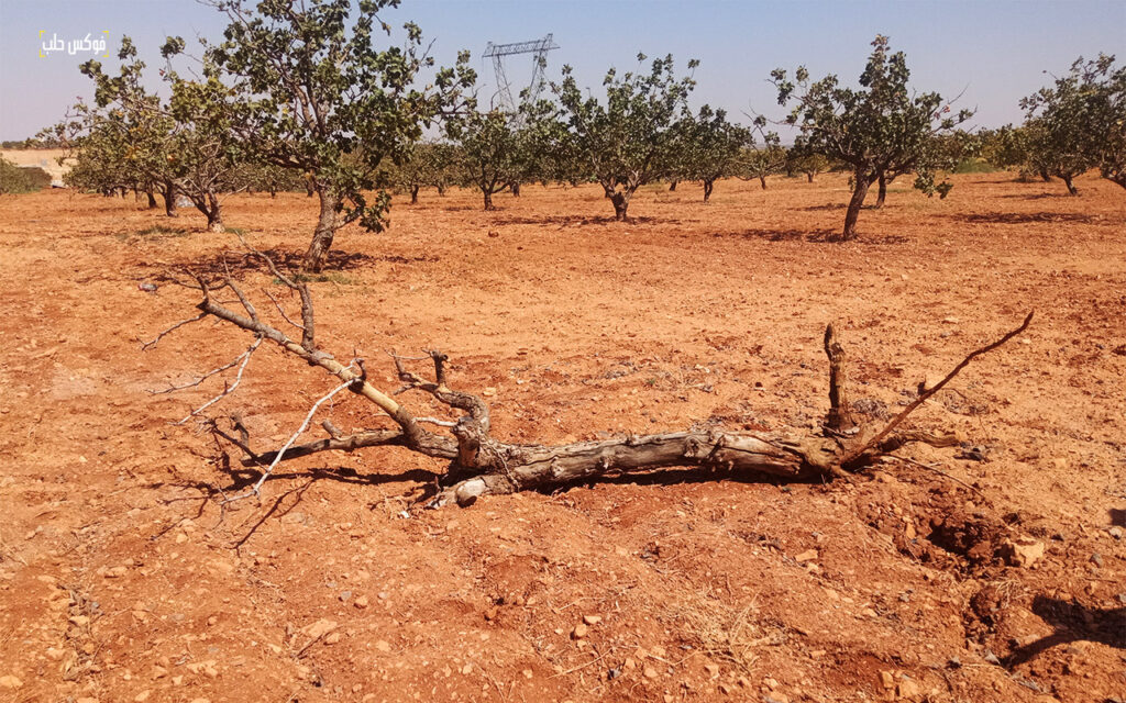 شجرة فستق حلبي متيبسة بسبب حشرة الكابنودس في ريف مدينة إدلب