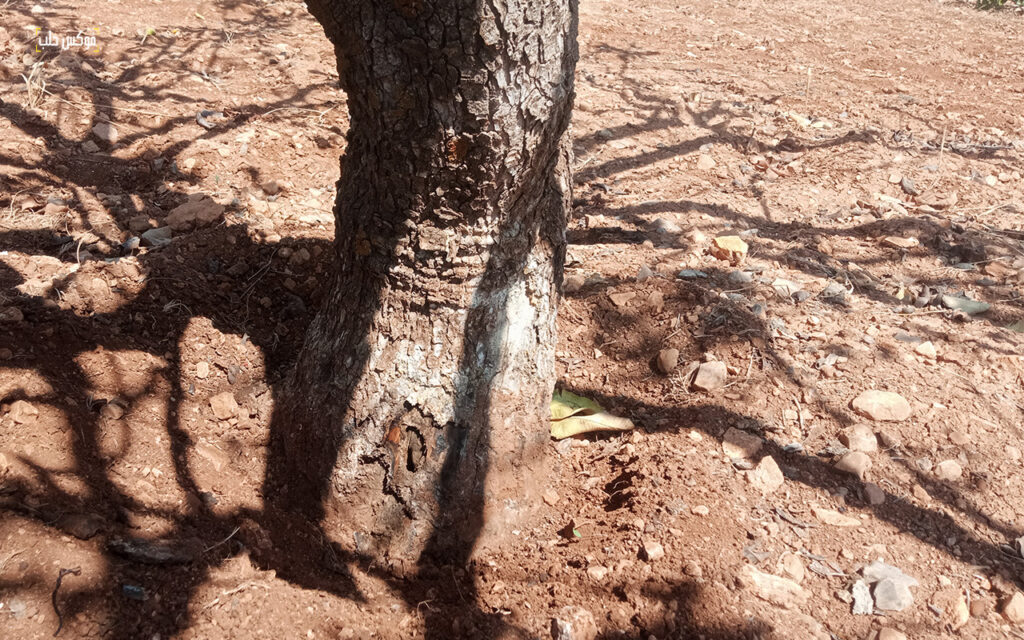 شجرة فستق حلبي مصابة بحشرة الكابنودس في ريف مدينة إدلب