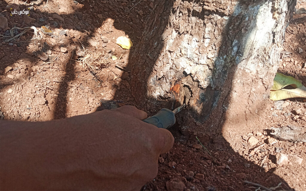 محاولة استخراج حشرة الكابنودس من شجرة فستق حلب متضررة في ريف مدينة إدلب