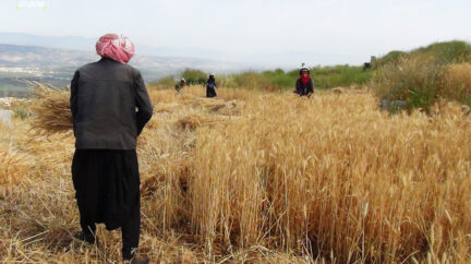 في حقول الحويز.. نساء على خطوط الزراعة