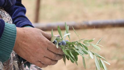 إدلب تفقد خيراتها..  زيت الزيتون يدفع ضريبة الجفاف والحرب