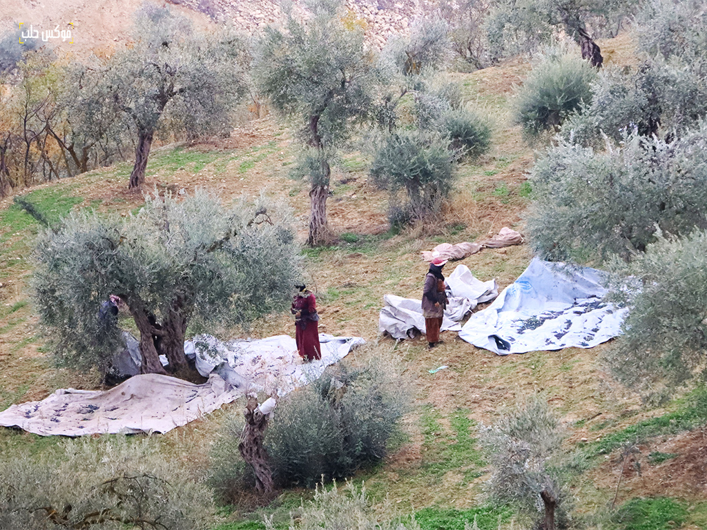 موسم قطاف الزيتون في بلدة كللي بريف إدلب