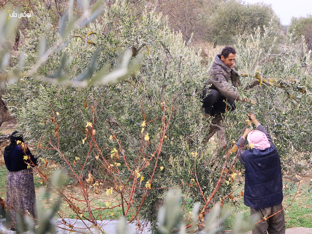 موسم قطاف الزيتون في بلدة كللي بريف إدلب