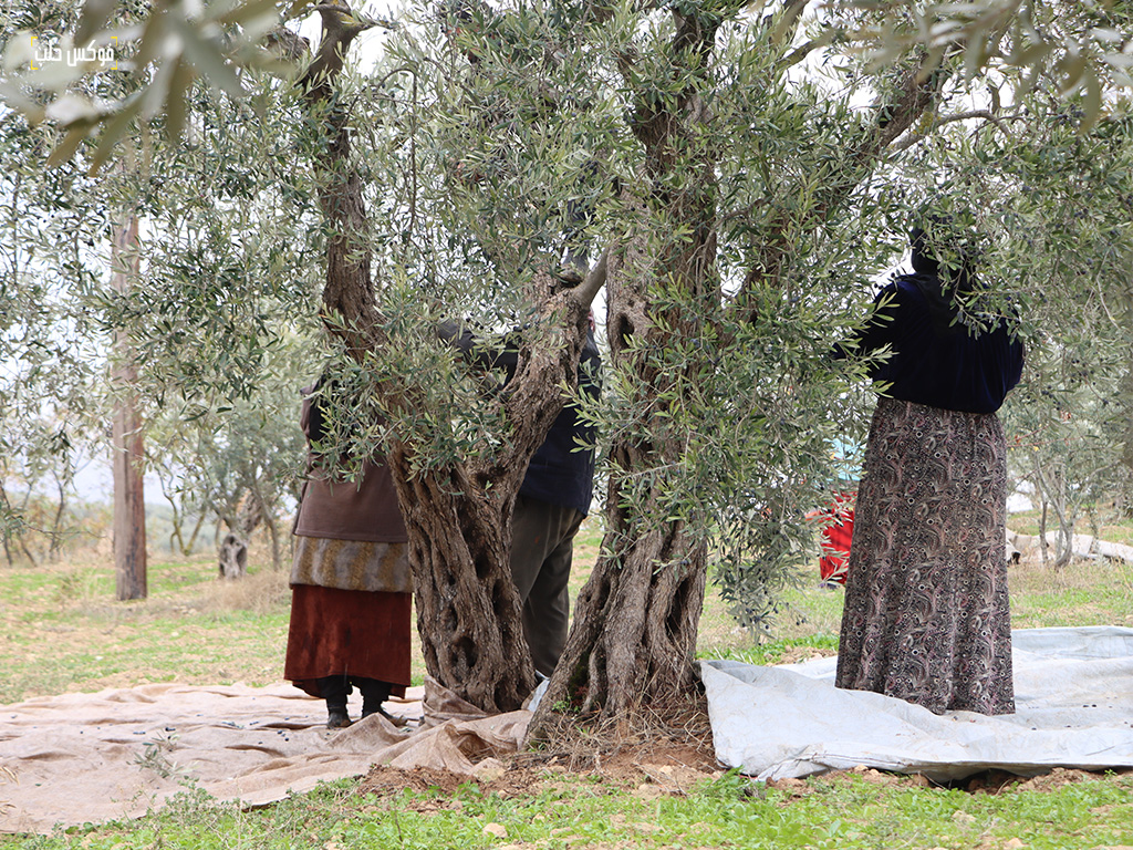 موسم قطاف الزيتون في بلدة كللي بريف إدلب