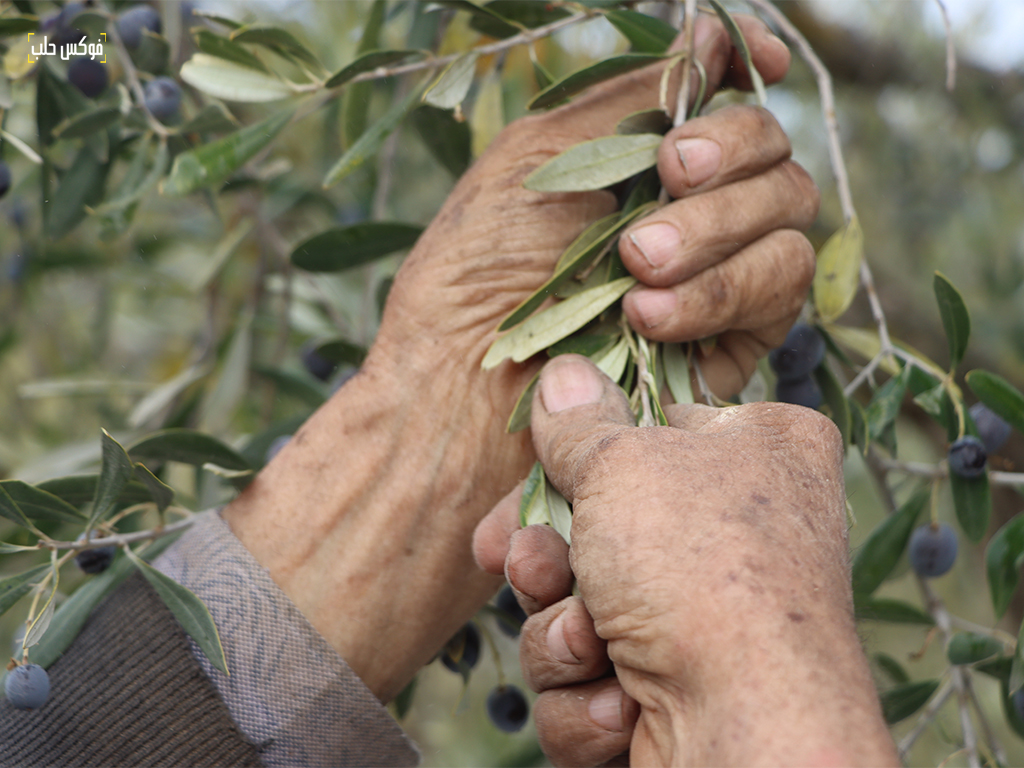 موسم قطاف الزيتون في بلدة كللي بريف إدلب