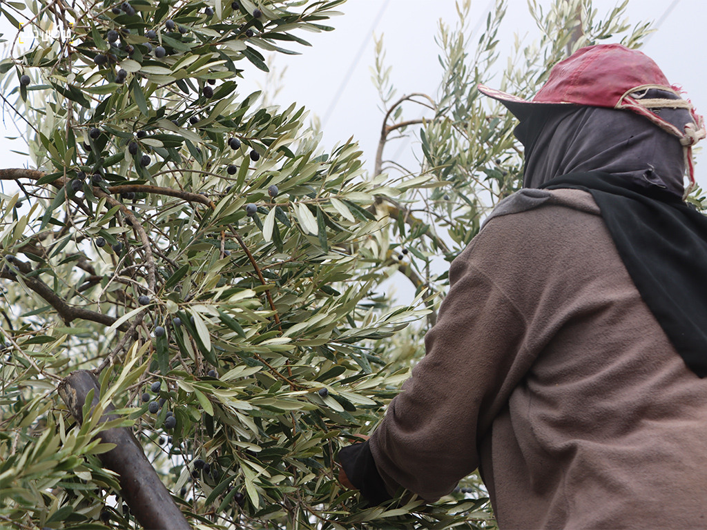 موسم قطاف الزيتون في بلدة كللي بريف إدلب