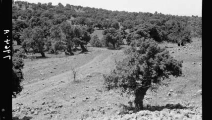 صورة لا تعود.. الغابات التي اختفت من السويداء