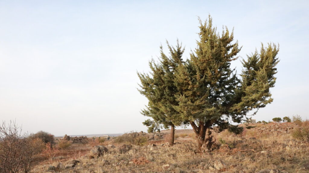 مدينة السويداء