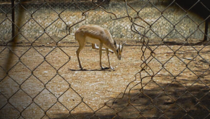 محمية الغزلان في بادية حلب.. حكاية مكان تُرك بلا حماية